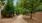 Large walking path with trees